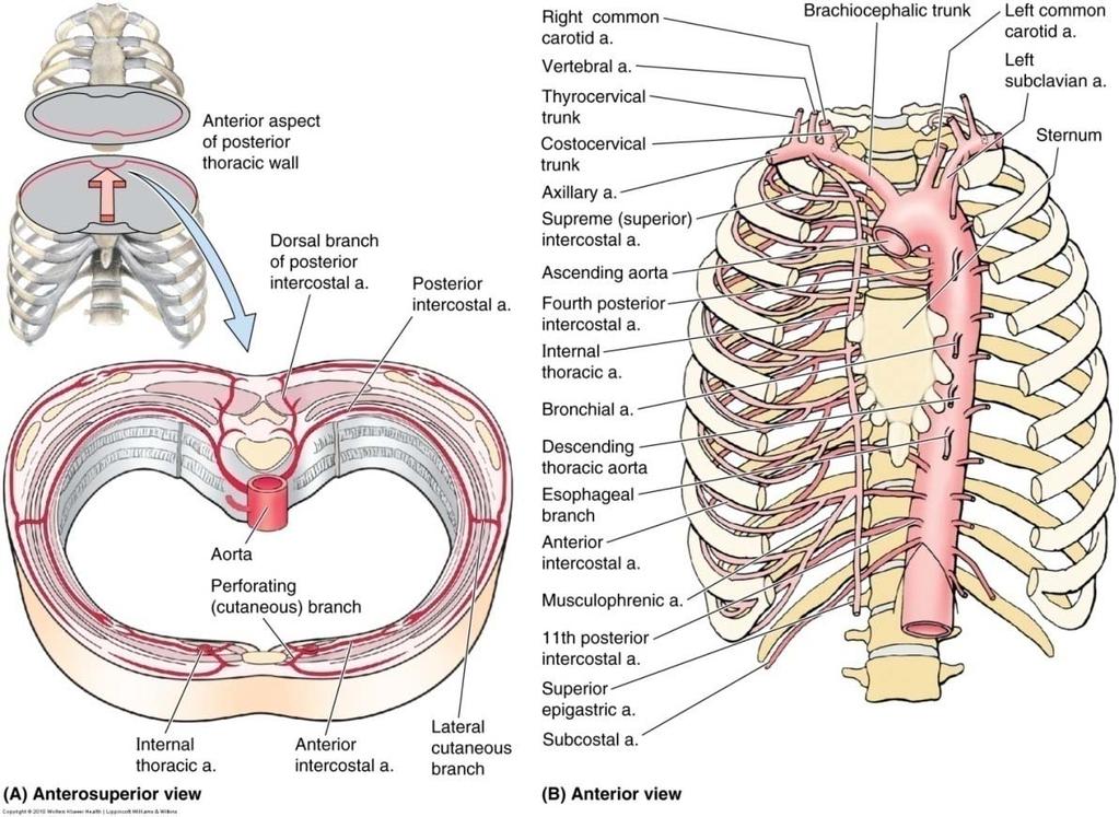 اغلبھم من Thoracic aorta ما عدا الاول والثاني لانھ thoracic aorta ما بصلھم Arteries of Thoracic Wall Posterior intercostal aa.