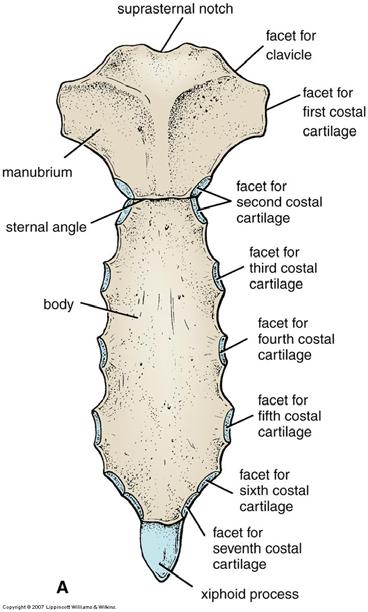 sternum parts will ossifies to become one bone Manubrium 1st & 2nd ribs Clavicular notch (sternoclavicular joint) Sternal angle T3 T4 Body Costal cartilages of 2 7 ribs