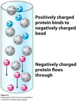 Different types of chromatography (2) : separation of proteins over a column filled with charged polymer beads (+ charged beads = anion-exchange chromatography; - charged beads = cation exchange