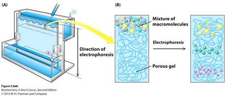 Polyacrylamide gel electrophoresis (PAGE): Fig 5.