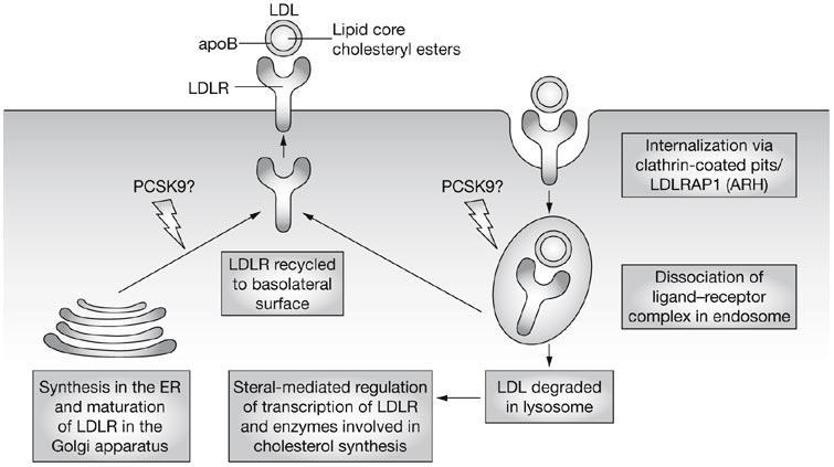 Disturbed uptake and degradation of LDL by the LDL-receptor-pathway Soutar AK and Naoumova RP (2007) Mechanisms of
