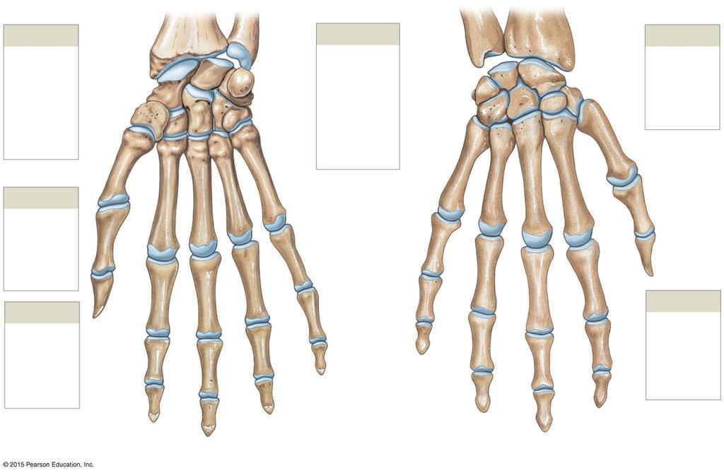 Figure 8-6 Bones of the Right Wrist and Hand.