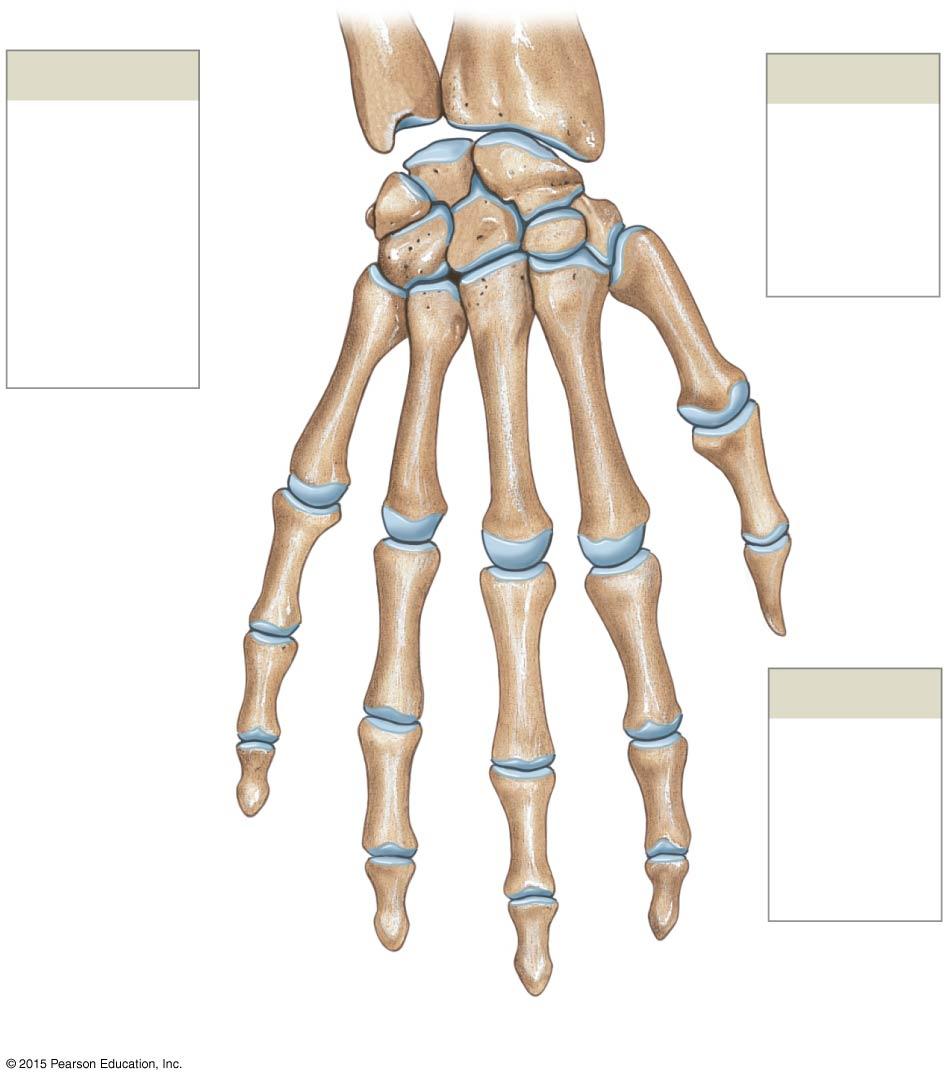 Figure 8-6b Bones of the Right Wrist and Hand.