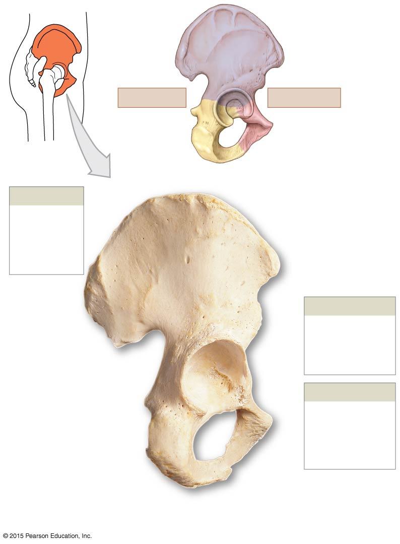 Figure 8-7a The Right Hip Bone.