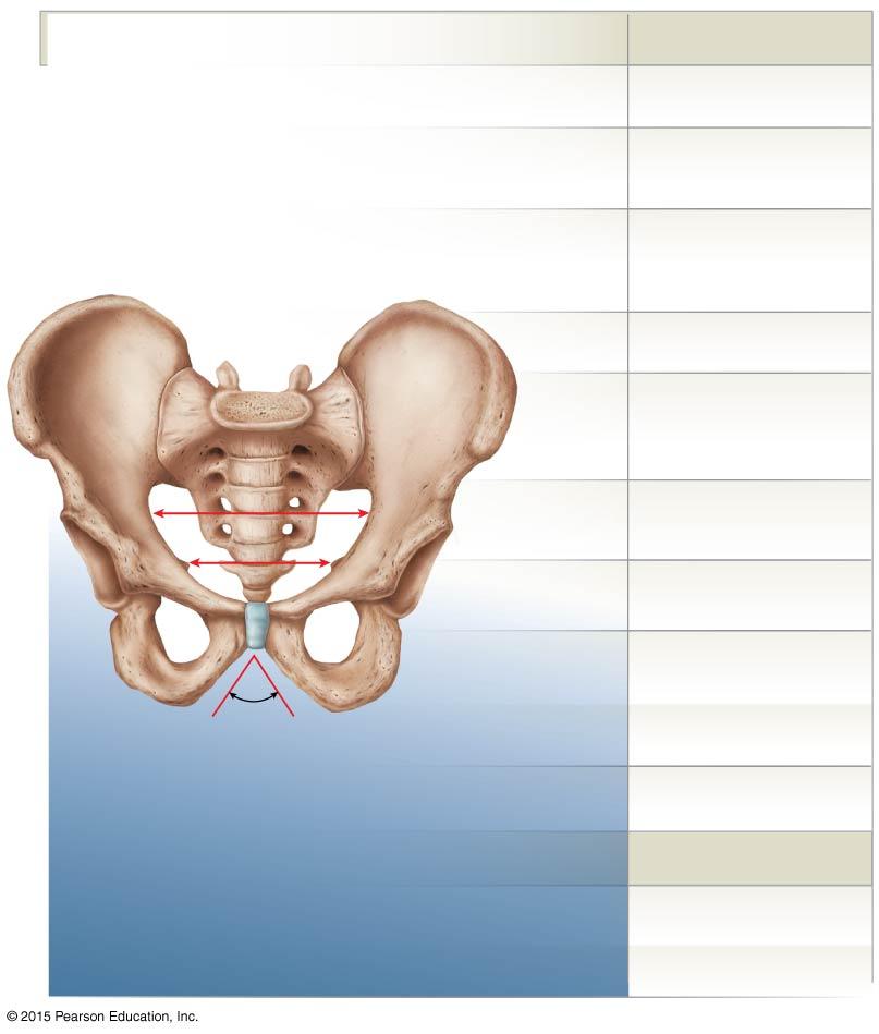 Figure 8-10 Sex Differences in the Human Skeleton (Part 3 of 4).