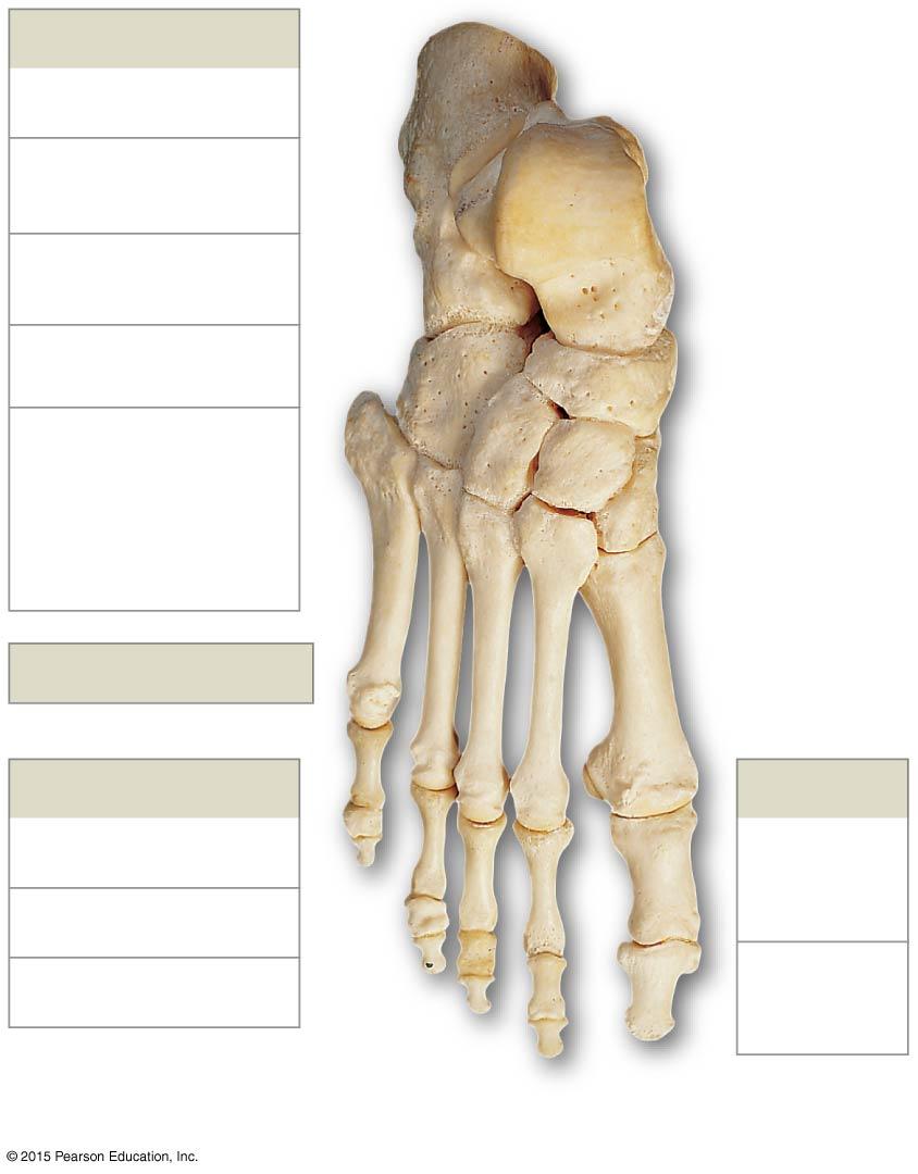 Figure 8-14a Bones of the Ankle and Foot.
