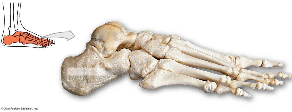 Figure 8-14b Bones of the Ankle and Foot.