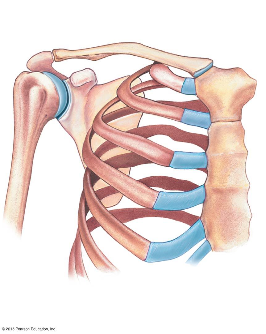 Figure 8-2a The Right Clavicle.