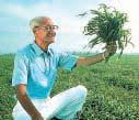 2 The Research of Dr Hagiwara Before choosing barley grass, Dr.