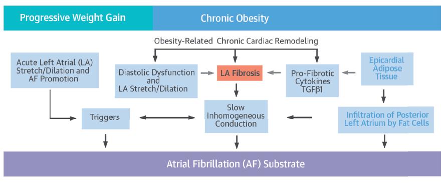 Atrial functional consequences chronic obesity in