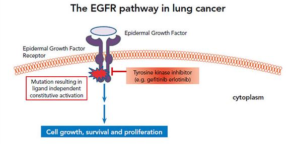 EGFR Driver (activating) Mutation Mutation in the tyrosine kinase domain of EGFR resulting in continued activation Observed in 15% of Adenocarcinomas in the US Never smokers Patients of Asian