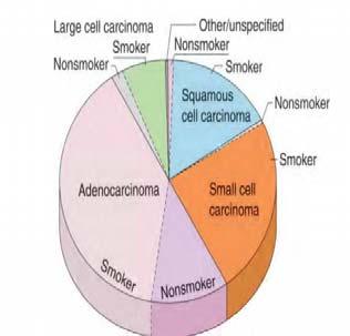 Lung Cancer Small Cell (15%) Non-Small Cell (85%) Adenocarcinoma Large Cell Squamous Cell Carcinoid Centers for Disease Control 2016 13 Etiology of Lung Cancer Cigarette smoking 80 90% are smokers