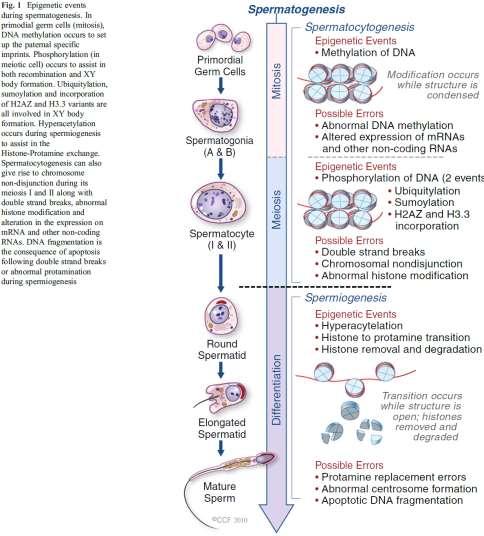 Epigenetic events during