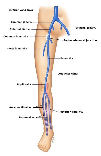 Deep Veins of the Leg DISTAL DEEP VEINS: