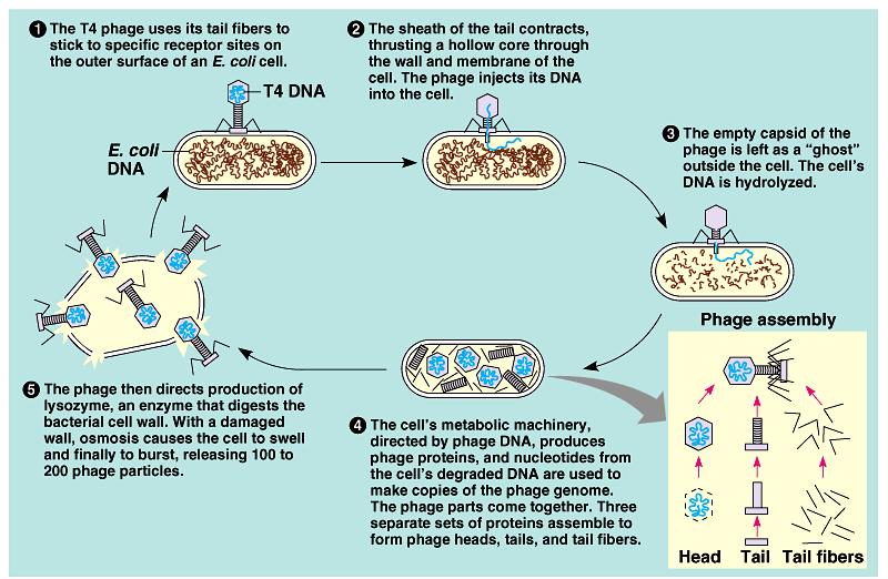 Viruses that infect bacteria ex. phages that infect E.