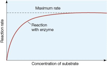 16. Refer to the figure below. A constant amount of enzyme was exposed to increasing amounts of substrate, and the reaction rate was measured at each substrate concentration.