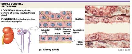 Histology review Histology What to look for Histology Practical = 50 pts Some slides set up on scopes (~10) Some Powerpoint pictures on the projector Questions I will ask: What kind of tissue?