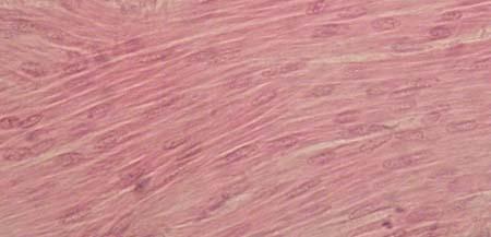 11c Muscle Tissue: Smooth