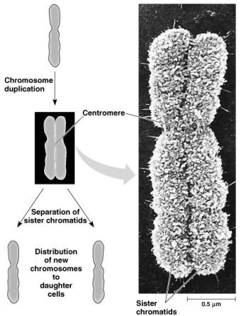 centromeres u contain identical copies of original DNA homologous
