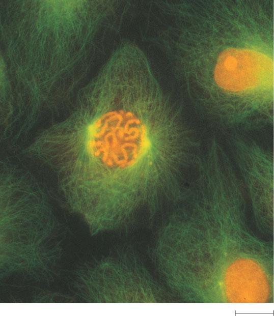development. This micrograph shows a sand dollar embryo shortly after the fertilized egg divided, forming two cells (LM). (c) Tissue renewal.