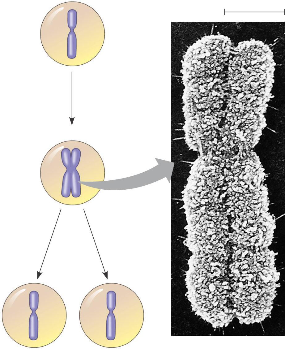 Distribution of Chromosomes During Cell Division In preparation for cell division DNA is replicated and the chromosomes condense Each duplicated chromosome has two sister chromatids, which separate