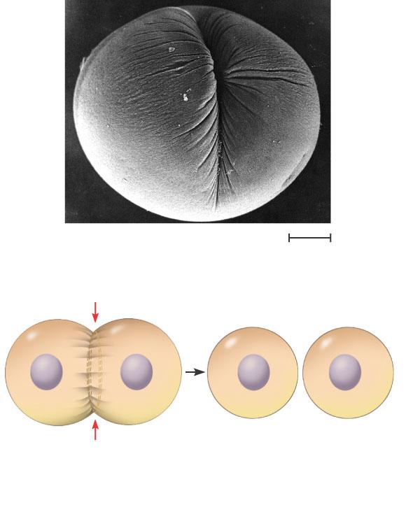 Nonkinetechore microtubules from opposite poles - overlap and push against each other, elongating the cell In telophase - genetically identical daughter nuclei form at opposite ends of the cell