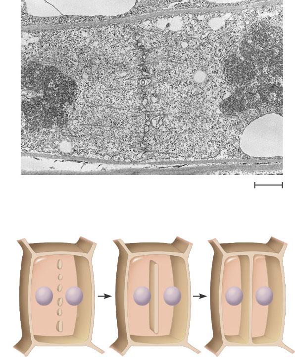 Cleavage of an animal cell (SEM) In plant cells, during cytokinesis a cell plate forms Mitosis in a plant cell Nucleus Chromatine Chromosome Nucleolus condensing Vesicles forming cell plate Wall of 1