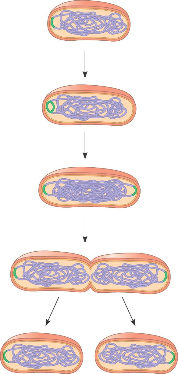 Binary Fission Prokaryotes (bacteria) reproduce by a type of cell division called binary fission In binary fission the bacterial chromosome replicates and the two daughter chromosomes actively move