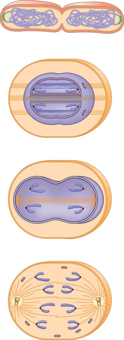 One copy of the origin is now at each end of the cell. 3 Replication finishes. The plasma membrane grows inward, and new cell wall is deposited. Origin of replication E.