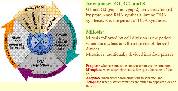 Evidence for Cytoplasmic Signals Molecules present in the cytoplasm EXPERIMENTS regulate progress through the cell cycle In each experiment, cultured mammalian cells at two different phases of the