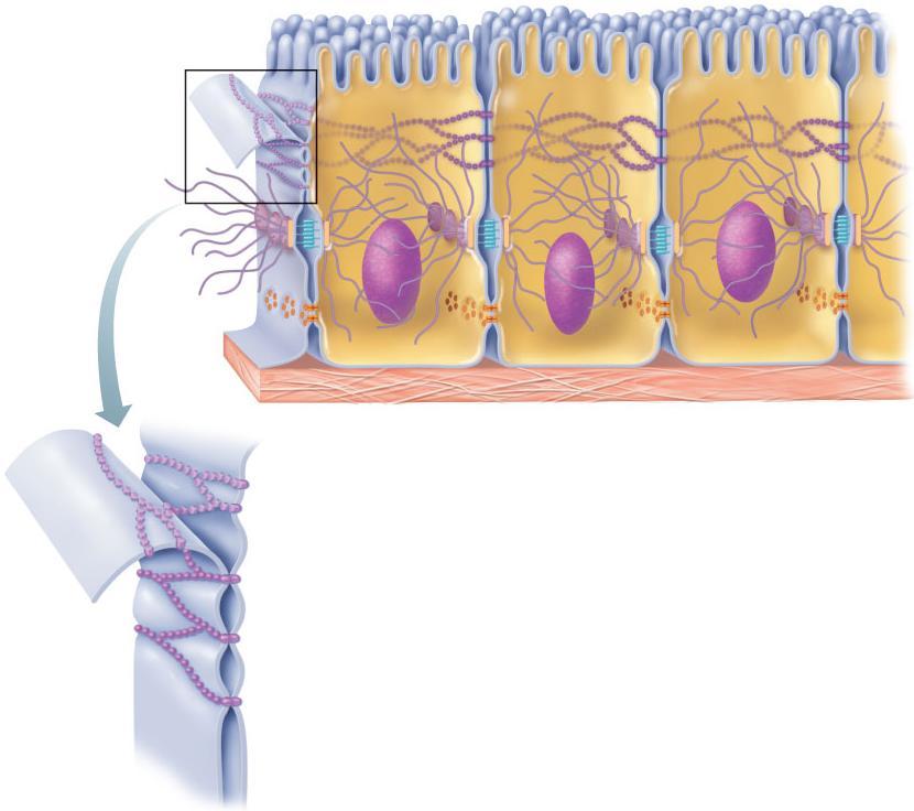 Plasma membranes of adjacent cells Microvilli Intercellular space Basement membrane Interlocking junctional proteins