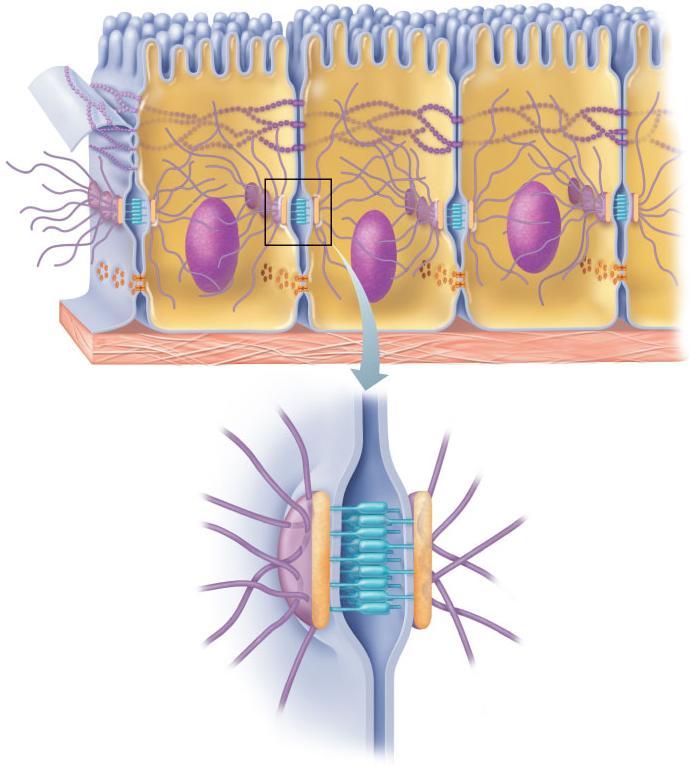 Plasma membranes of adjacent cells Microvilli Intercellular space Basement membrane Intercellular space Plaque Intermediate filament (keratin) Linker