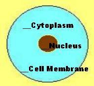 Eukaryotic cells Eukaryotic cells are characterized by having DNA in a nucleus that is bounded by a membranous nuclear envelope