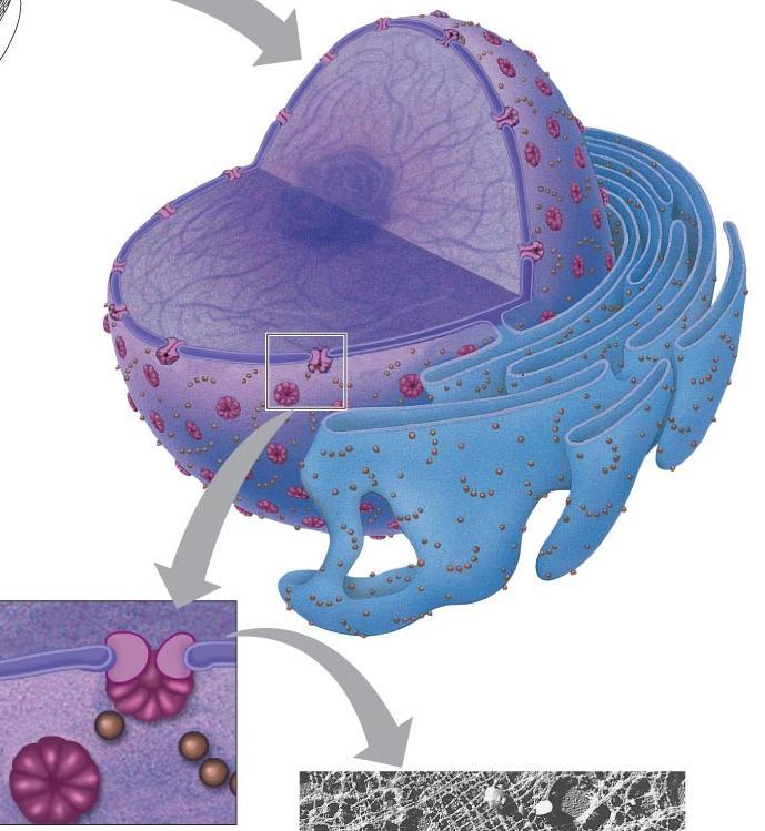 The Nucleus: Genetic Library of the Cell The nucleus is made of the following parts: 1. The nuclear envelope: a double membrane with pores enclosing the nucleus,. 2.