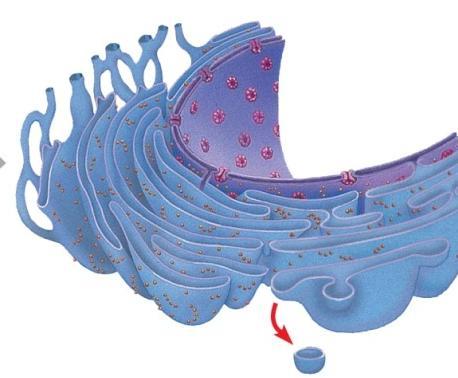 The Endoplasmic Reticulum: Biosynthetic Factory The endoplasmic reticulum (ER) accounts for more than half of the total membrane in many eukaryotic cells The ER