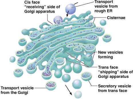 The Golgi Apparatus: Shipping and Receiving Center The Golgi