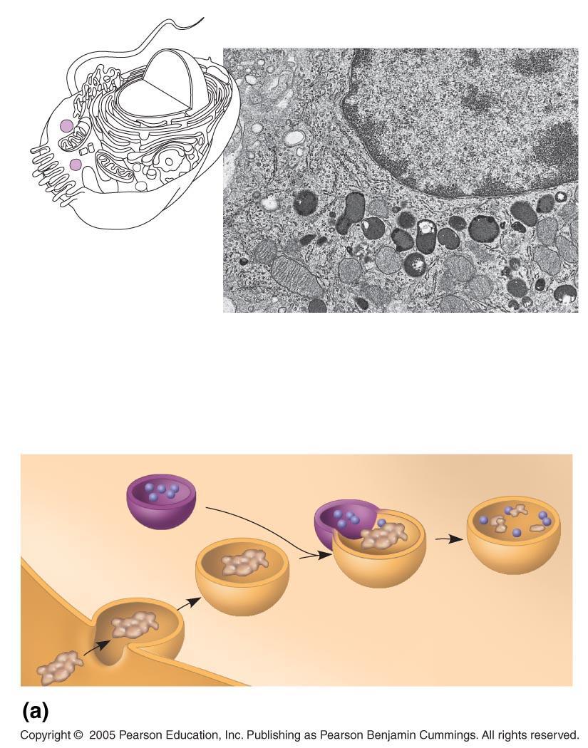 LE 6-14a Nucleus 1 µm Lysosome Lysosome contains active hydrolytic enzymes Food vacuole fuses with lysosome Hydrolytic
