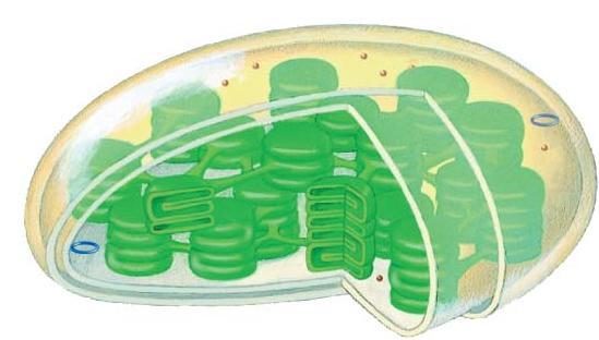 to another Mitochondria and chloroplasts are not part of the