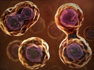 The Cell Theory The cell is an organism s basic unit of