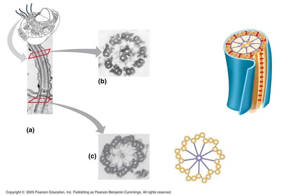 Microtubules / Cilia and Flagella Microtubules Plasma membrane Basal body 0.