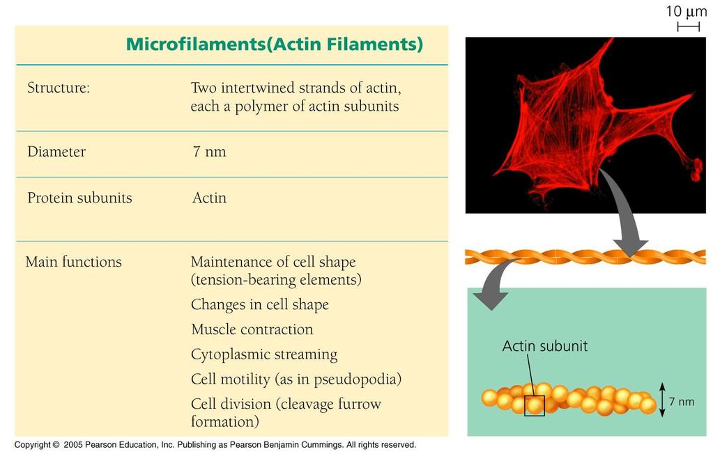 Components of the Cytoskeleton / Microfilament