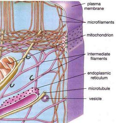 Microfilaments (Actin Filaments) Microfilaments are solid rods built as a