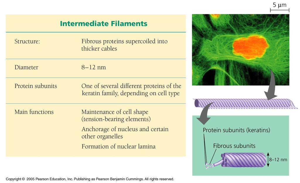 Intermediate Filaments Intermediate filaments are fibers with