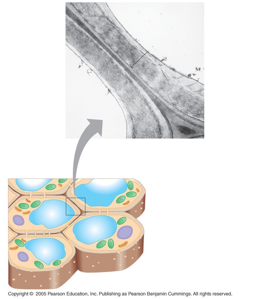 LE 6-28 Central vacuole of cell Plasma membrane Secondary cell wall Primary cell wall Central