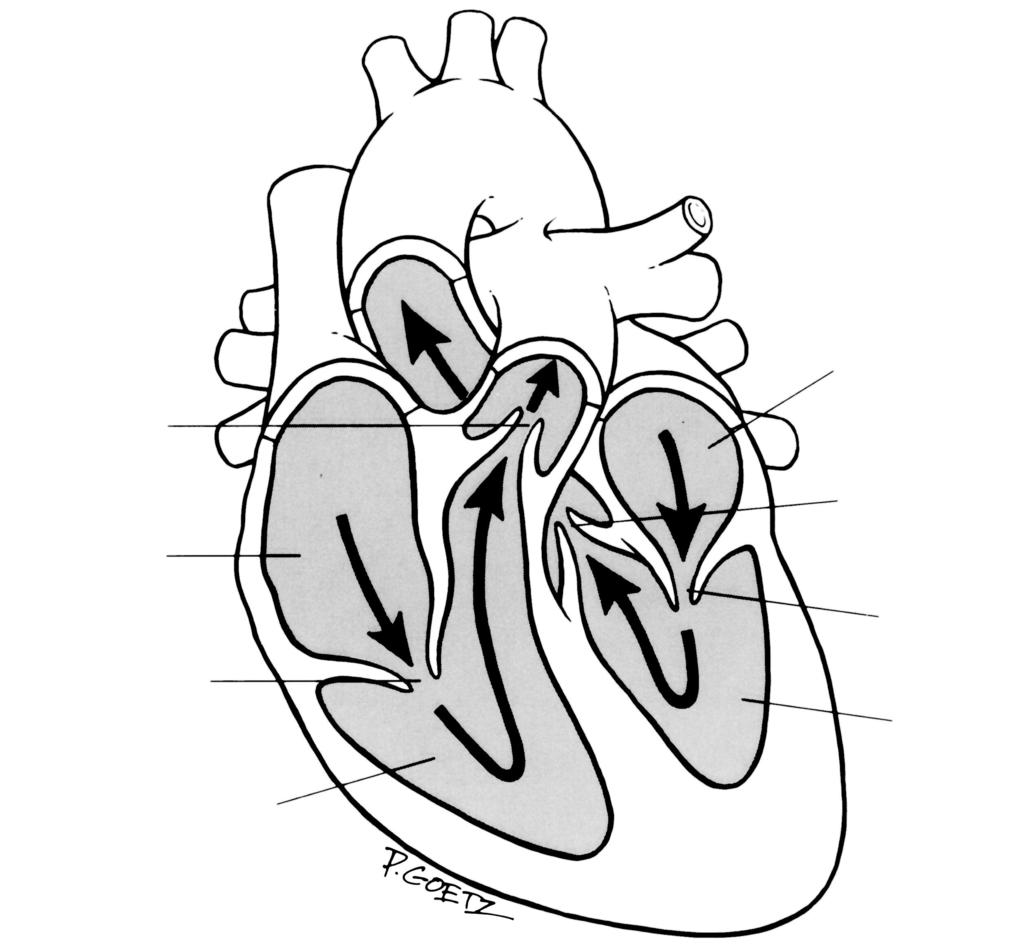 A2 HEART FUNCTION, DISEASE AND TREATMENT Anatomy of the Heart Pulmonary valve Right atrium Tricuspid valve Right ventricle