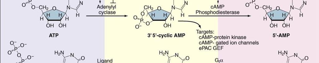 adenylyl cyclase cgmp