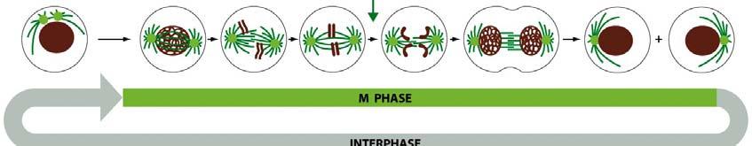 Phases of Cell Cycle (I) G 1 phase -