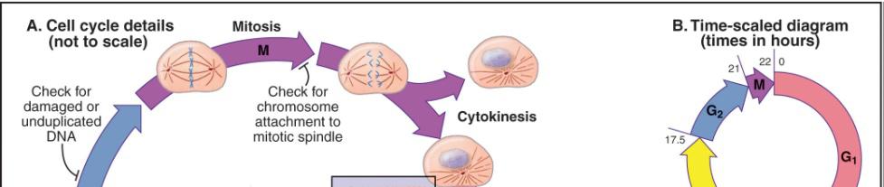 Phases of Cell Cycle (II) S phase - Centrosome replication