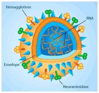 INFLUENZA VIRUS 101 RNA virus Three types: A, B, C Influenza A Virus(IAV) type Seasonal and pandemic flu Can infect humans,