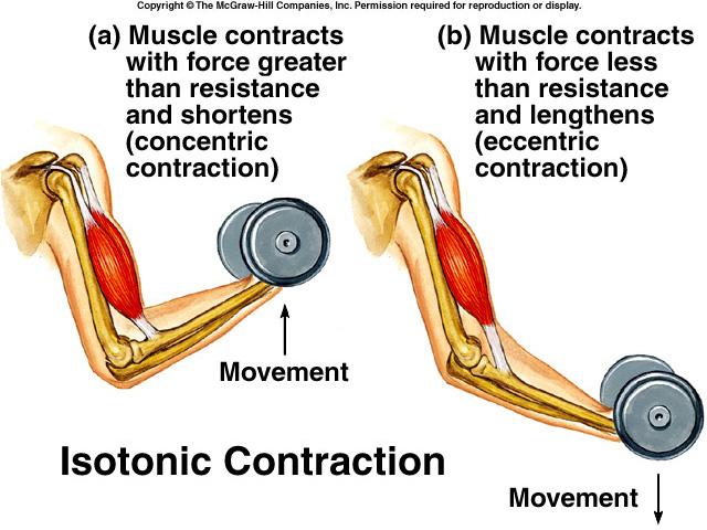 4 Behavior of Whole Muscles E.